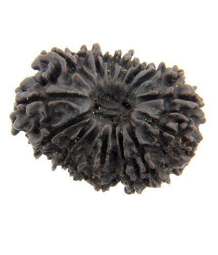 Certified 15 Mukhi Rudraksha