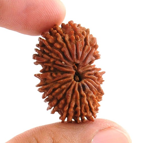 Certified 21 Mukhi Nepali Rudraksha