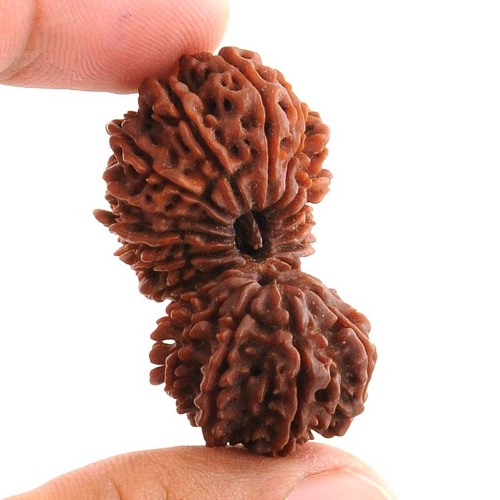 21 Mukhi Gauri Shankar Rudraksha