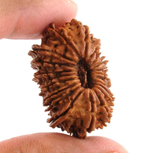 20 Mukhi Natural Holy Rudraksha from Nepal
