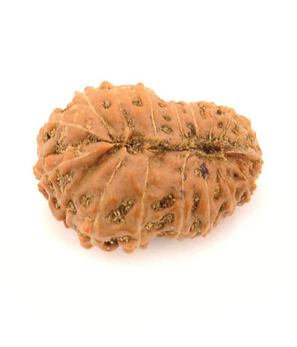 18 Mukhi Rudraksha IGL Certified Bead From Java