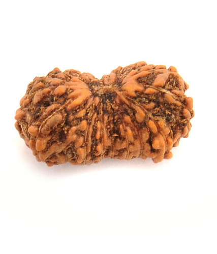 IGL Certified 18 Mukhi Rudraksha Bead From Java