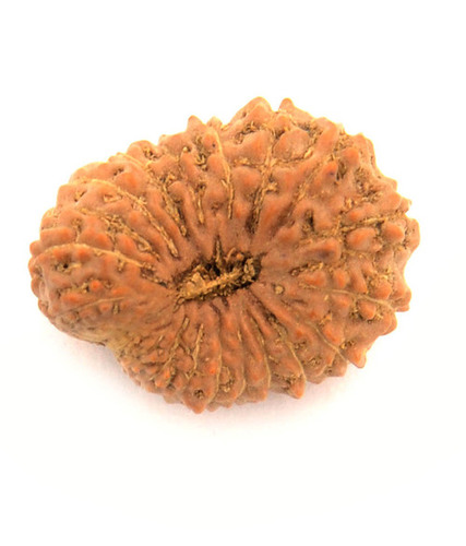 Certified 21 Mukhi Java Rudraksha Bead