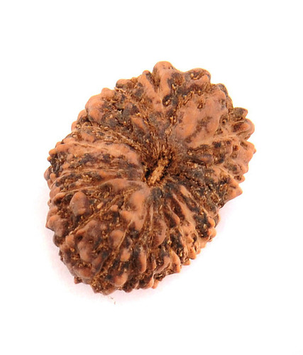 19 Mukhi Certified Holy Rudraksha In NCR