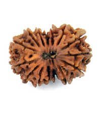 Natural Igl Certified 15 Mukhi Rudraksha Bead - Seed 28.07x20.58x17.84 Mm, Oval Shape, Spiritual Healing, Rare