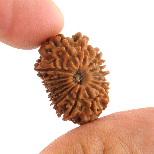 IGL Certified 16 Face Original Rudraksha Bead