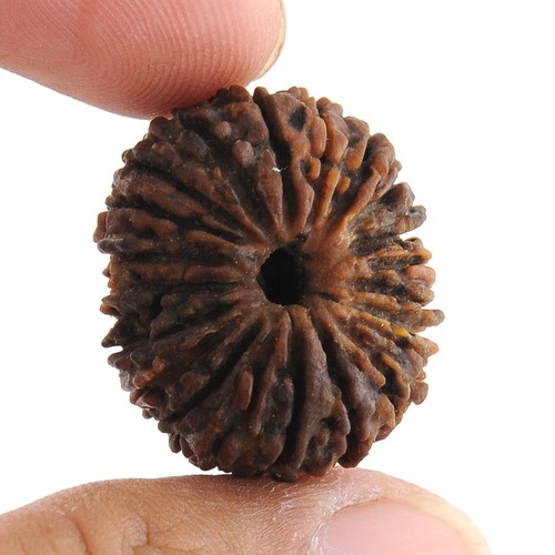 Certified 22 Mukhi Nepali Rudraksha in Gurgaon