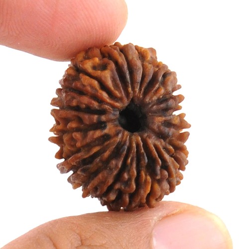 21 Mukhi Nepali Rudraksha In West Bangal