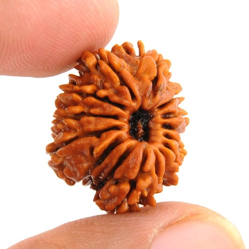 15 Mukhi Java Rudraksha In Delhi