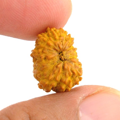 15 Mukhi Java Rudraksha In Bangalore