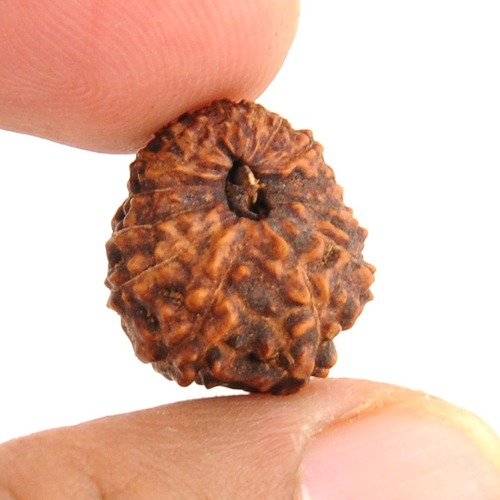 15 Mukhi Rudraksha In NCR