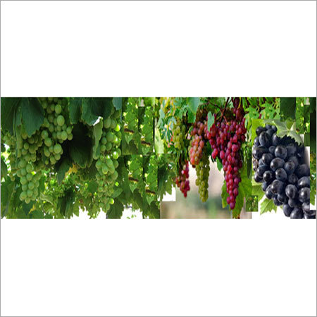 Fresh Grapes
