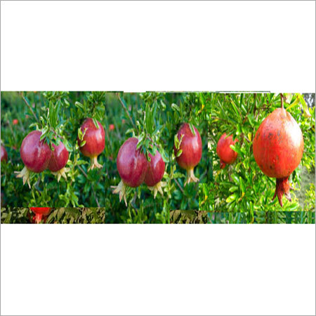 Fresh Pomegranates