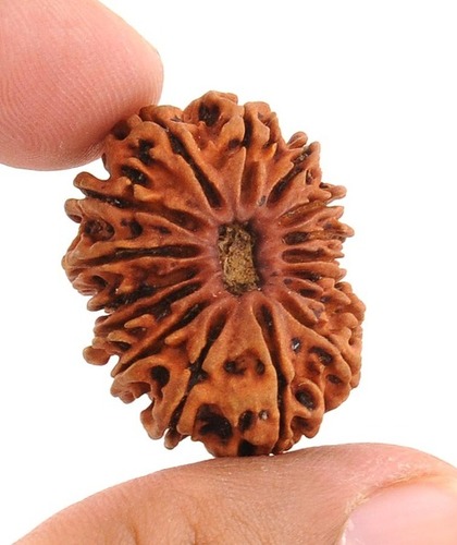 16 Face Original Rudraksha In Delhi