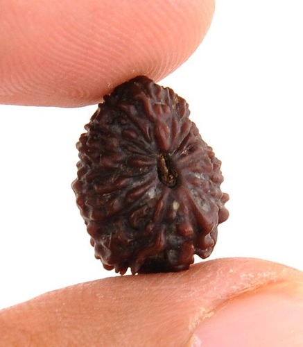 16 Face Original Rudraksha Seed