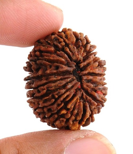 Certified 21 Mukhi Nepali Rudraksha Bead In Patna