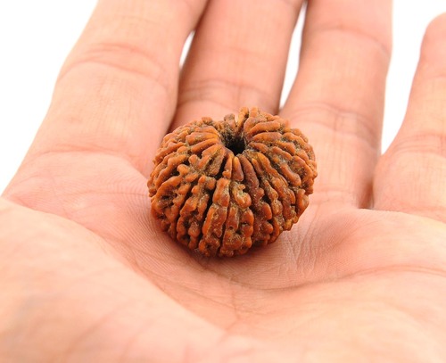 19 Mukhi Certified Holy Rudraksha Bead with Xray Report
