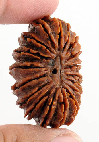 18 Mukhi Certified Holy Rudraksha Bead In India
