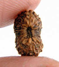Rare 17 Mukhi Rudraksha Beads Gives Unexpected Wealth