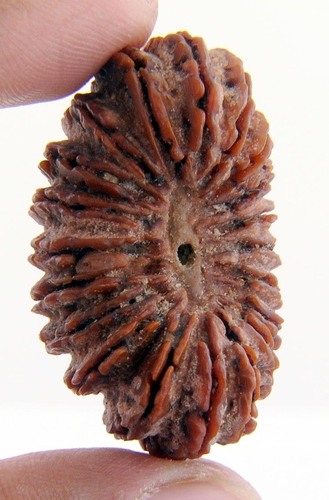 20 Mukhi Natural Holy Rudraksha In Mumbai
