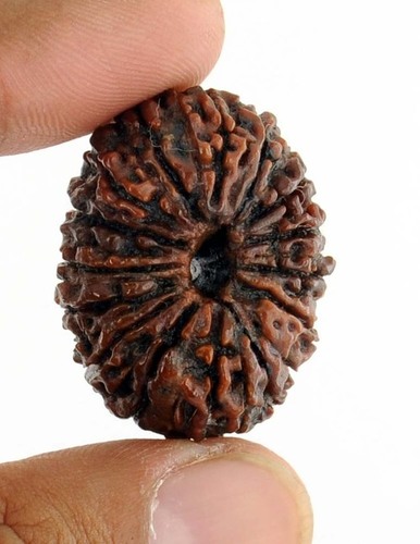 Natural 15 Mukhi Nepali Rudraksha Bead