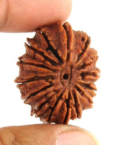 AAA quality 15 Mukhi Certified Nepali Rudraksha