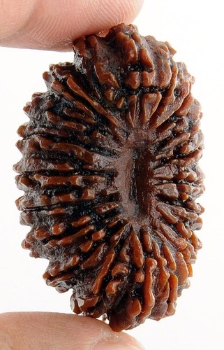 19 Mukhi Certified Holy Rudraksha In Gurgaon