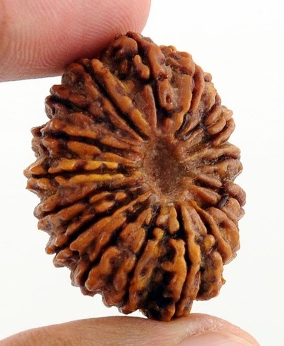 Natural Seventeen Mukhi Rudraksh In Gurgaon