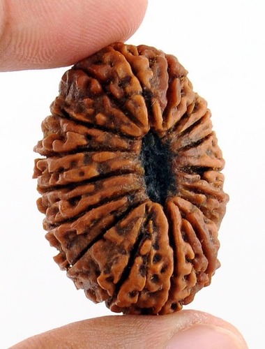 Rare 17 Mukhi Rudraksha From Nepal In India
