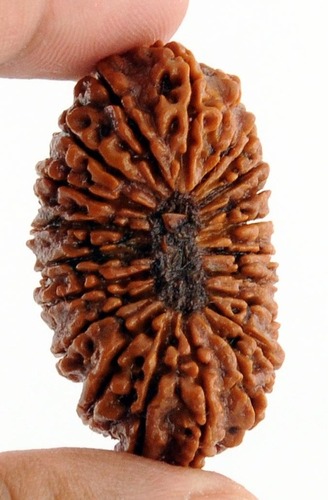 Natural 21 Mukhi Certified Nepali Rudraksha Bead