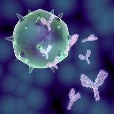 Antibodies 