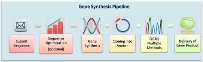 Custom Gene Synthesis