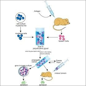 Custom Antibody Services