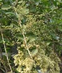 Gul Hina Attar - Flower Essence, Steam Distilled Sweet Scent | 8-10 Hour Skin Safe Fragrance