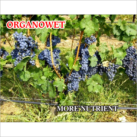 Organic Blueberry Fertilizer