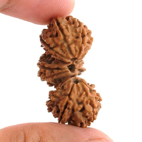 15 Mukhi Trijuti Rudraksha Bead In Gurgaon