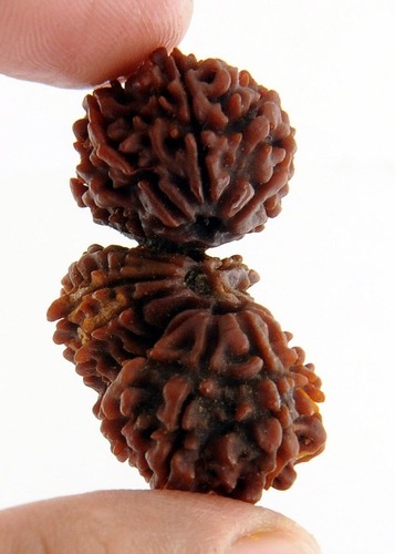 Trijuti Rudraksha Nepali Rudraksha