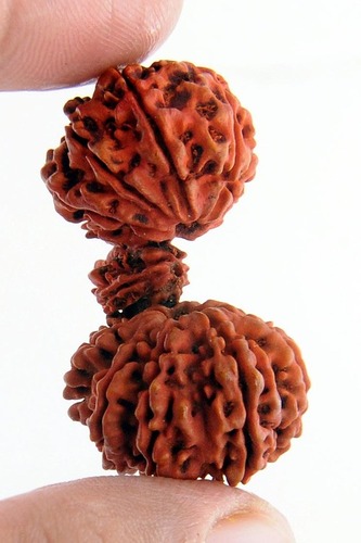 Genuine Trijuti Rudraksha Nepali Rudraksha