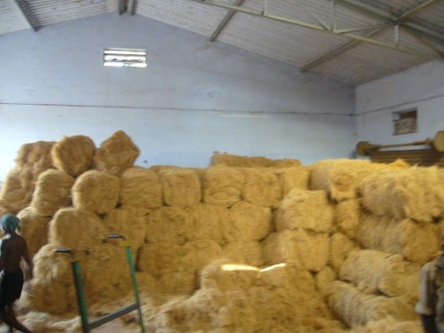 Processed Coir Fiber