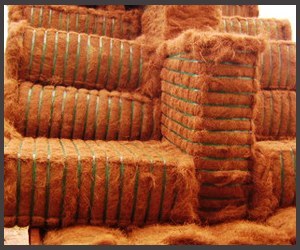Coir Fibre