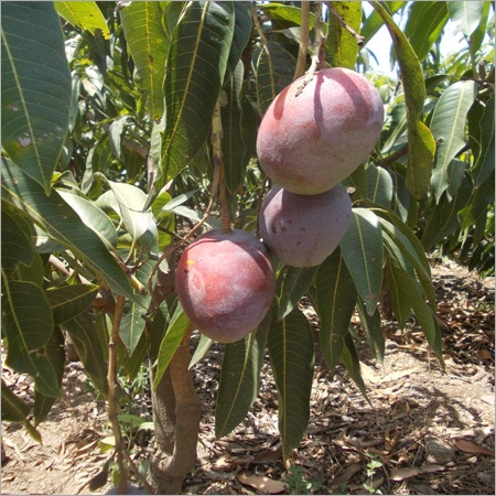 Fresh Kesar Mango Tree