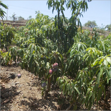 Mango Plants
