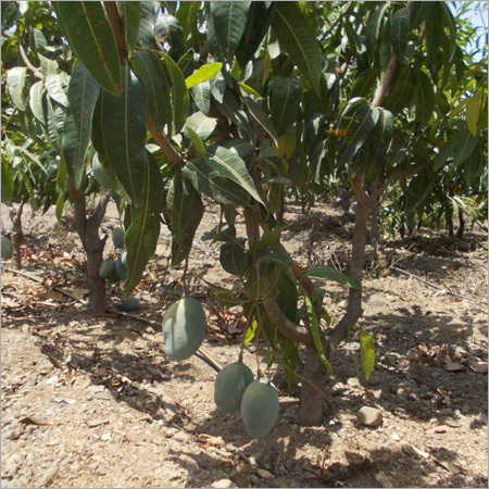 Grafted Kesar Mango Plants