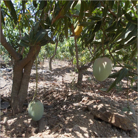 Alphonso Mango Plant