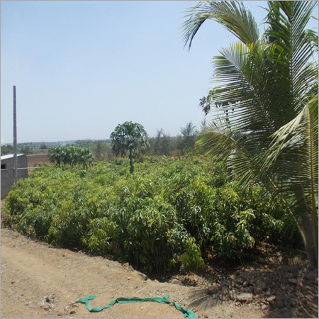 Kesar Mango Graft
