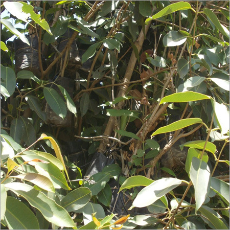 Indian Mango Tree