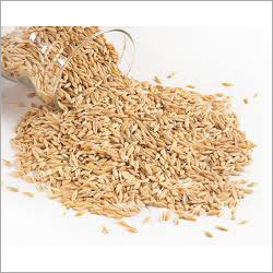 Barley