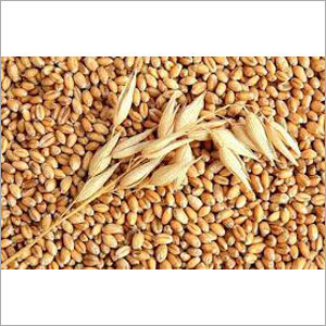 Barley
