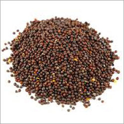 Black Mustard