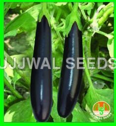 Brinjal - Black Long Brinjal - Black Long